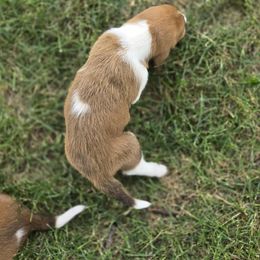 Basset Hound Puppies from Fisher's Couch Hounds