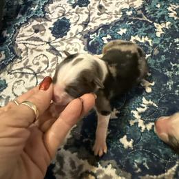 Girl 2 - Blue merle female Miniature American Shepherd puppy in Tiskilwa, Illinois from First Harmony Farms
