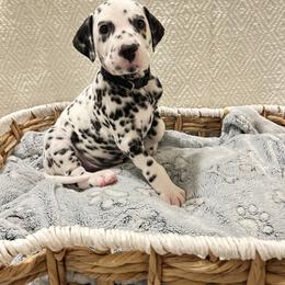 Dalmatian Puppies from Sarena Martinez