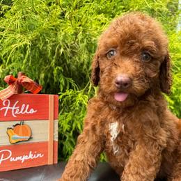 Jax - Red male Labradoodle puppy in English, Indiana from Doodle Darlings