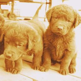 Chesapeake Bay Retriever and Great Dane Puppies from Desert Oasis Kennels