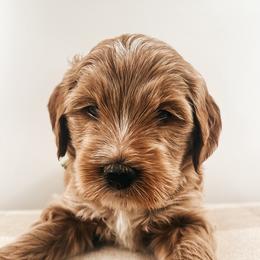 Oreo - Apricot male Goldendoodle puppy in Hollister, Missouri from Wild Acres Goldendoodles