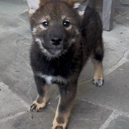 Boy 1 - Sesame male Shiba Inu puppy in San Diego County, California from Mishmo's Shibas and Papillons