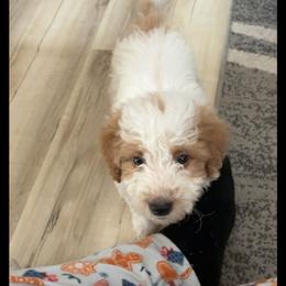 Sebastian - Parti male Goldendoodle puppy in Pleasant Hill, Iowa from Courtney Nicole's Mal Shihs & Goldendoodles