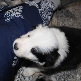 Patch - Black and white male Border Collie puppy in Crawfordsville, Indiana from Rescued Dreams Border Collies