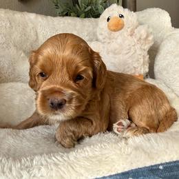 Romeo - Red male Cockapoo puppy in Roseville, California from Darby Park Doodles