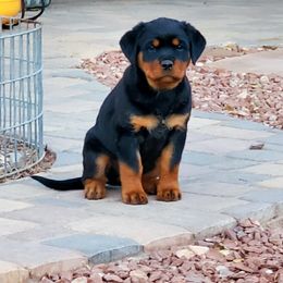 Rottweiler Puppies from Gottlïchen Rottweilers