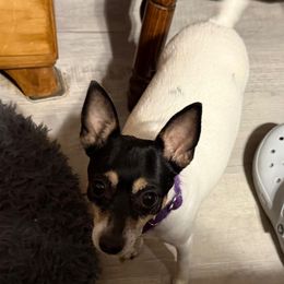 Misty - Toy Fox Terrier