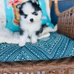 Buttons - Black and white female Pomsky puppy in Yavapai County, Arizona from Pawsh Pomskies
