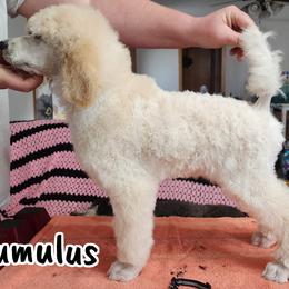 Kumo/Kumulus - Cream Poodle puppy in Bishop, Texas from Mercury Standard Poodles