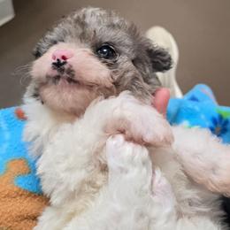 Thor - Parti male Poodle puppy in Calhoun, Georgia from Emerald J Doodles