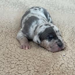 Blue Merle Tan Point - Merle male Great Dane puppy in Kimball, Michigan from Starlight Danes