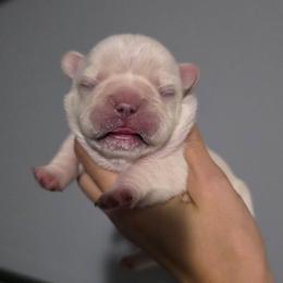 Female 1 - Cream female French Bulldog puppy in Warsaw, New York from Hillview Kennels