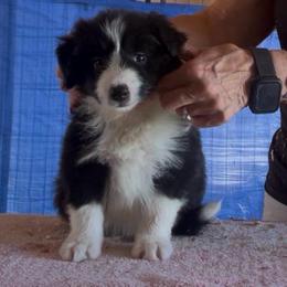 Boy 2 - Black male Border Collie puppy in Farmersville, Texas from Omegamtn Border Collies