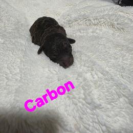 Carbon - Brown and white female Aussiedoodle puppy in Loveland, Colorado from A&L Ranch Aussiedoodles