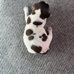 Boy 3 - Brown and gray male Wirehaired Pointing Griffon puppy in Shelley, Idaho from Western Gundogs