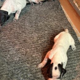 Liver - Liver roan male German Shorthaired Pointer puppy in New Bedford, Massachusetts from Foot Hunter Kennel