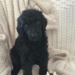 Ellie Mae - Black female Poodle puppy in Dayton, Texas from Wolfe Island Poodles