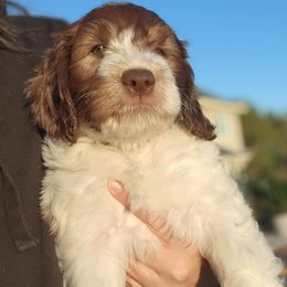 Australian Cobberdog Puppies from Heartland Hills Australian Cobberdogs