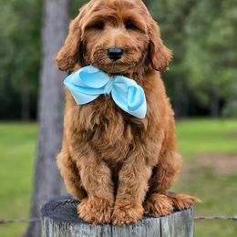 Bella's Light Blue Boy - Red  male Goldendoodle puppy in Kountze, Texas from Texas Doodles LLC
