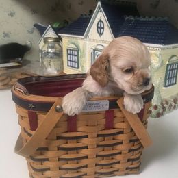 Cocker Spaniel Puppies from Ashwood Cockers