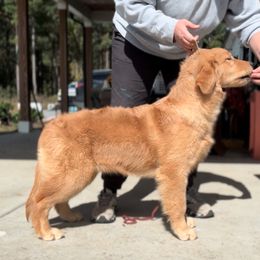 Chesapeake Bay Retriever and Golden Retriever Puppies from Oxford Farm Kennels