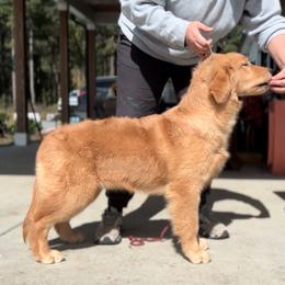 Chesapeake Bay Retriever and Golden Retriever Puppies from Oxford Farm Kennels