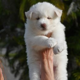 Altaira - Siberian Husky puppy from Blue Moon Huskies