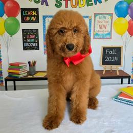 Lennon's Red Boy - Red  male Goldendoodle puppy in Kountze, Texas from Texas Doodles LLC