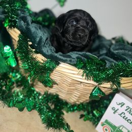 Labrador Retriever Puppies from Mason Dixon Labradors