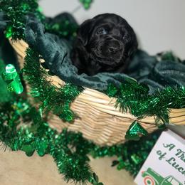 Labrador Retriever Puppies from Mason Dixon Labradors