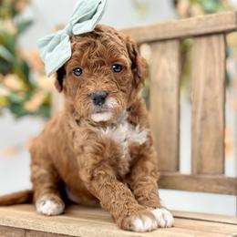 Poppy - Red  female Goldendoodle puppy in Queen Creek, Arizona from Goldendoodle AZ