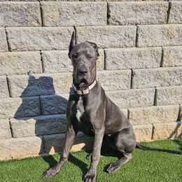 Harley - Great Dane