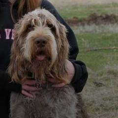 Spinoni Italiani from Mountain Valley Spinone