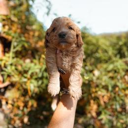 Butterscotch - Yellow and white male Bernedoodle puppy in Shingle Springs, California from Kindred Oak Goldendoodles