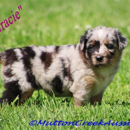 Miniature Australian Shepherd Puppies from Mutton Creek Aussies