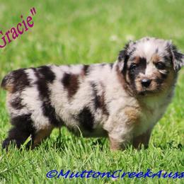 Miniature Australian Shepherd Puppies from Mutton Creek Aussies