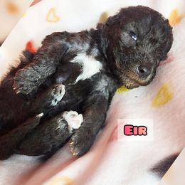Bedlington Terrier Puppies from Dreamy Muse Bedlingtons