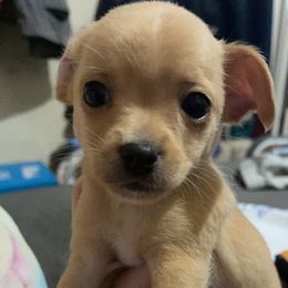 Chihuahua Puppies from Grandbaby Chihuahuas