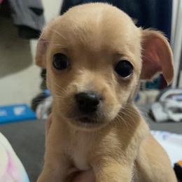 Chihuahua Puppies from Grandbaby Chihuahuas