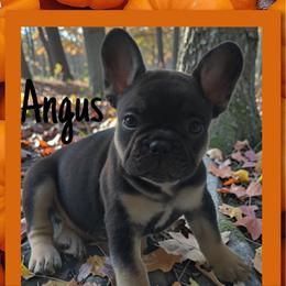 Angus - Black and tan male French Bulldog puppy in Peoria, Arizona from A Quality French Bulldogs AZ