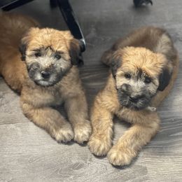 Australian Shepherd and Soft Coated Wheaten Terrier Puppies from BellSharps Australian Shepherds