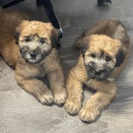 Australian Shepherd and Soft Coated Wheaten Terrier Puppies from BellSharps Australian Shepherds