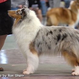 Collie Puppies from Creekwood Collies