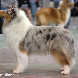 Collie Puppies from Creekwood Collies