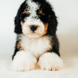 Arrow - Merle male Bernedoodle puppy in Caldwell, Idaho from Boise Doodle Co.