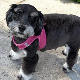 Diamond - Miniature Schnauzer