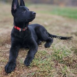 German Shepherd Puppies from Vom Hallynn Haus