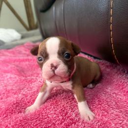 Luna - Red female Boston Terrier puppy in Richburg, South Carolina from Hidden Valley Bostons
