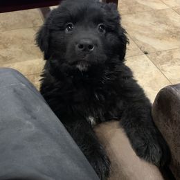 Newfoundland Puppies from Pete’s Newfies